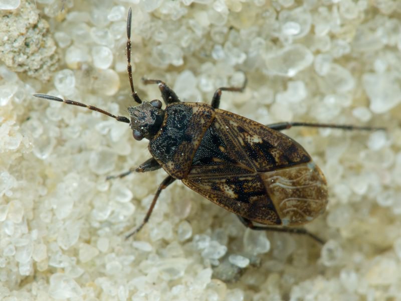Sphragisticus nebulosus (Fallen, 1807)